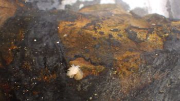 Media type: image;   Invertebrate Zoology 153104 Description: live specimen;